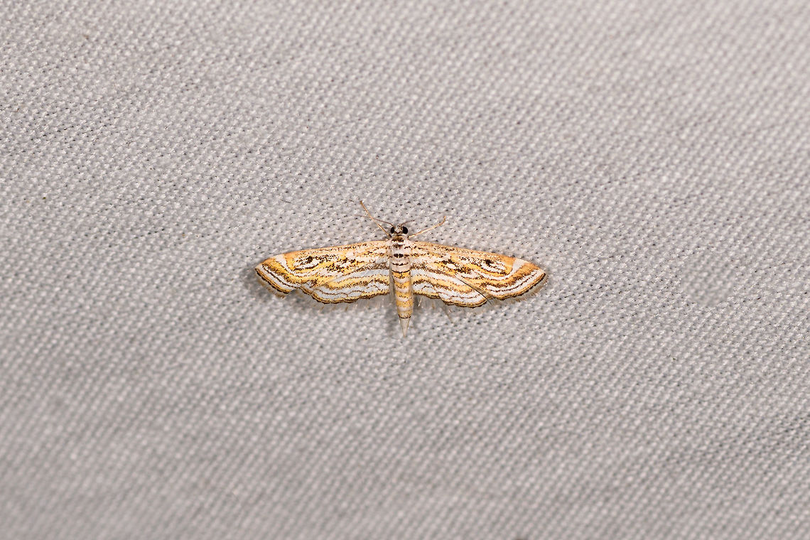 Hydrilla Leafcutter Moth, La Isla Escondida, Colombia Very tiny, this one is already deeply cropped. Colombia,Colombia 2018,Colombia South,Fall,Geotagged,La Isla Escondida,Parapoynx diminutalis,Putumayo,South America,World,parapoynx diminutalis