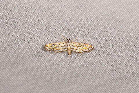 Hydrilla Leafcutter Moth, La Isla Escondida, Colombia Very tiny, this one is already deeply cropped. Colombia,Colombia 2018,Colombia South,Fall,Geotagged,La Isla Escondida,Parapoynx diminutalis,Putumayo,South America,World,parapoynx diminutalis