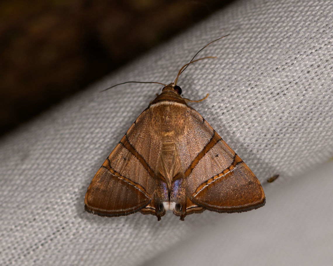 Eulepidotis mabis, La Isla Escondida, Colombia  Colombia,Colombia 2018,Colombia South,Eulepidotis mabis,Fall,Geotagged,La Isla Escondida,Putumayo,South America,World