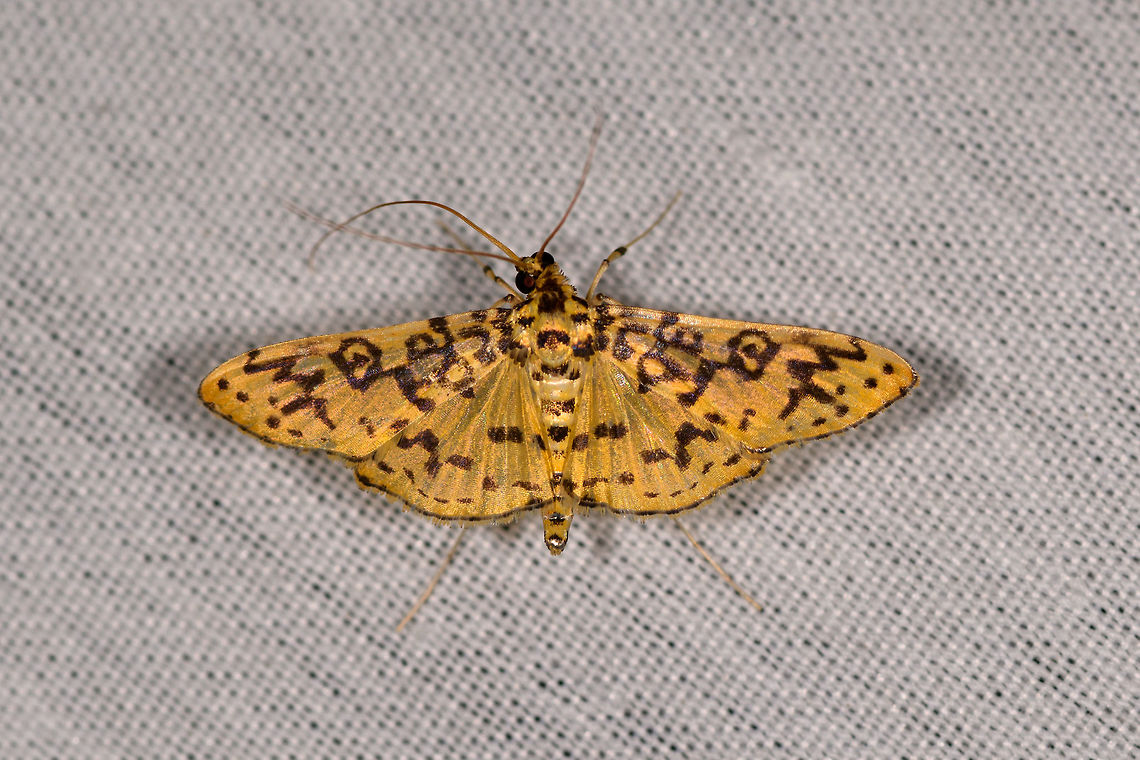 Asturodes fimbriauralis, La Isla Escondida, Colombia  Asturodes,Asturodes fimbriauralis,Colombia,Colombia 2018,Colombia South,Fall,Geotagged,La Isla Escondida,Putumayo,South America,World
