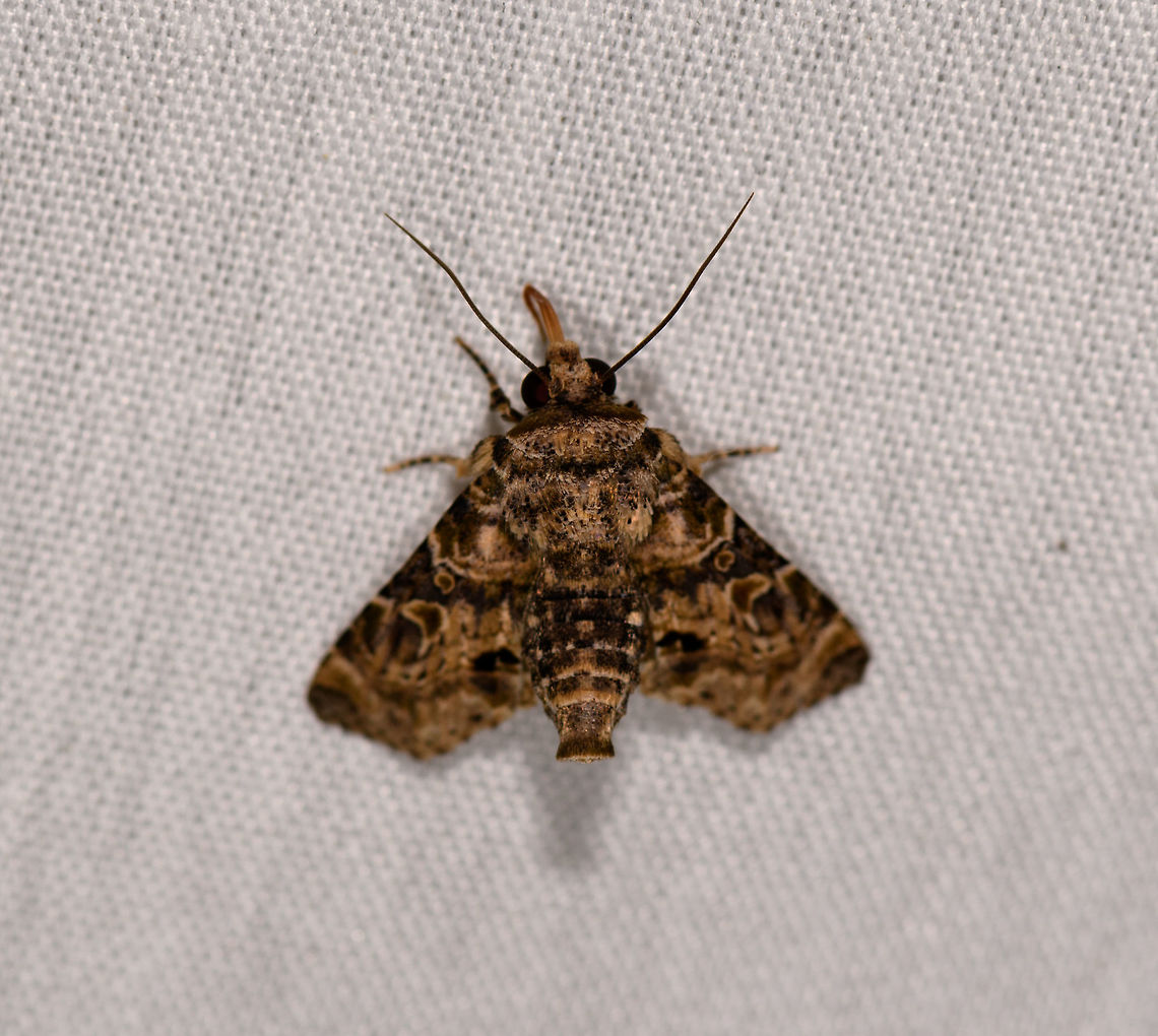 Unknown moth, La Isla Escondida, Colombia  Colombia,Colombia 2018,Colombia South,La Isla Escondida,Putumayo,South America,World