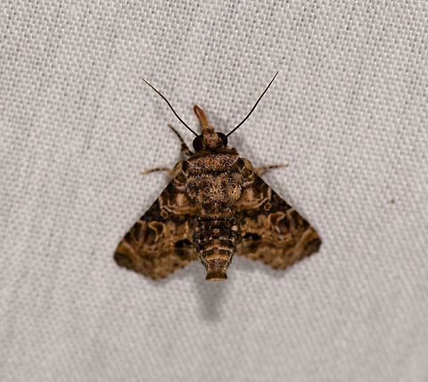 Unknown moth, La Isla Escondida, Colombia  Colombia,Colombia 2018,Colombia South,La Isla Escondida,Putumayo,South America,World