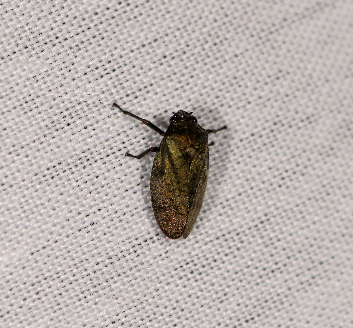 Tiny Froghopper, La Isla Escondida, Colombia Bycatch from our first mothing night in La Isla Escondida. Colombia,Colombia 2018,Colombia South,Fall,Geotagged,La Isla Escondida,Putumayo,South America,World