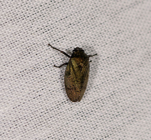 Tiny Froghopper, La Isla Escondida, Colombia Bycatch from our first mothing night in La Isla Escondida. Colombia,Colombia 2018,Colombia South,Fall,Geotagged,La Isla Escondida,Putumayo,South America,World