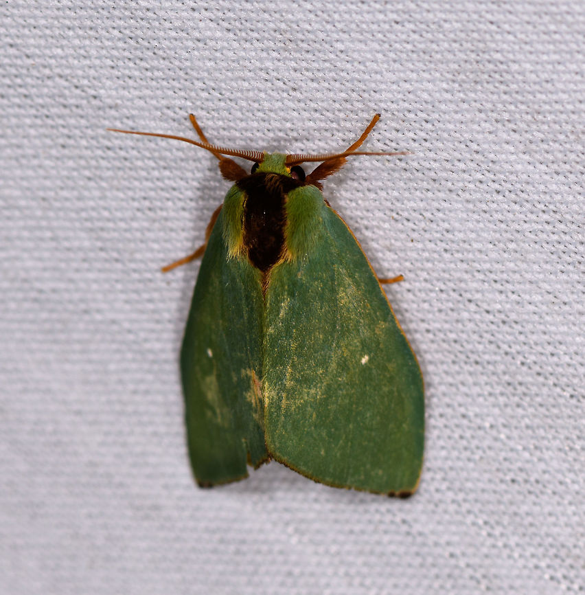 Rosema zelica, La Isla Escondida, Colombia  Colombia,Colombia 2018,Colombia South,La Isla Escondida,Putumayo,Rosema zelica,South America,World