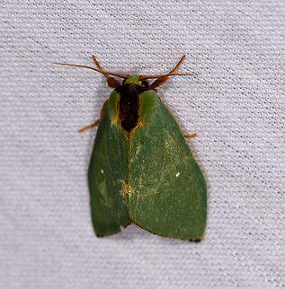 Rosema zelica, La Isla Escondida, Colombia  Colombia,Colombia 2018,Colombia South,La Isla Escondida,Putumayo,Rosema zelica,South America,World