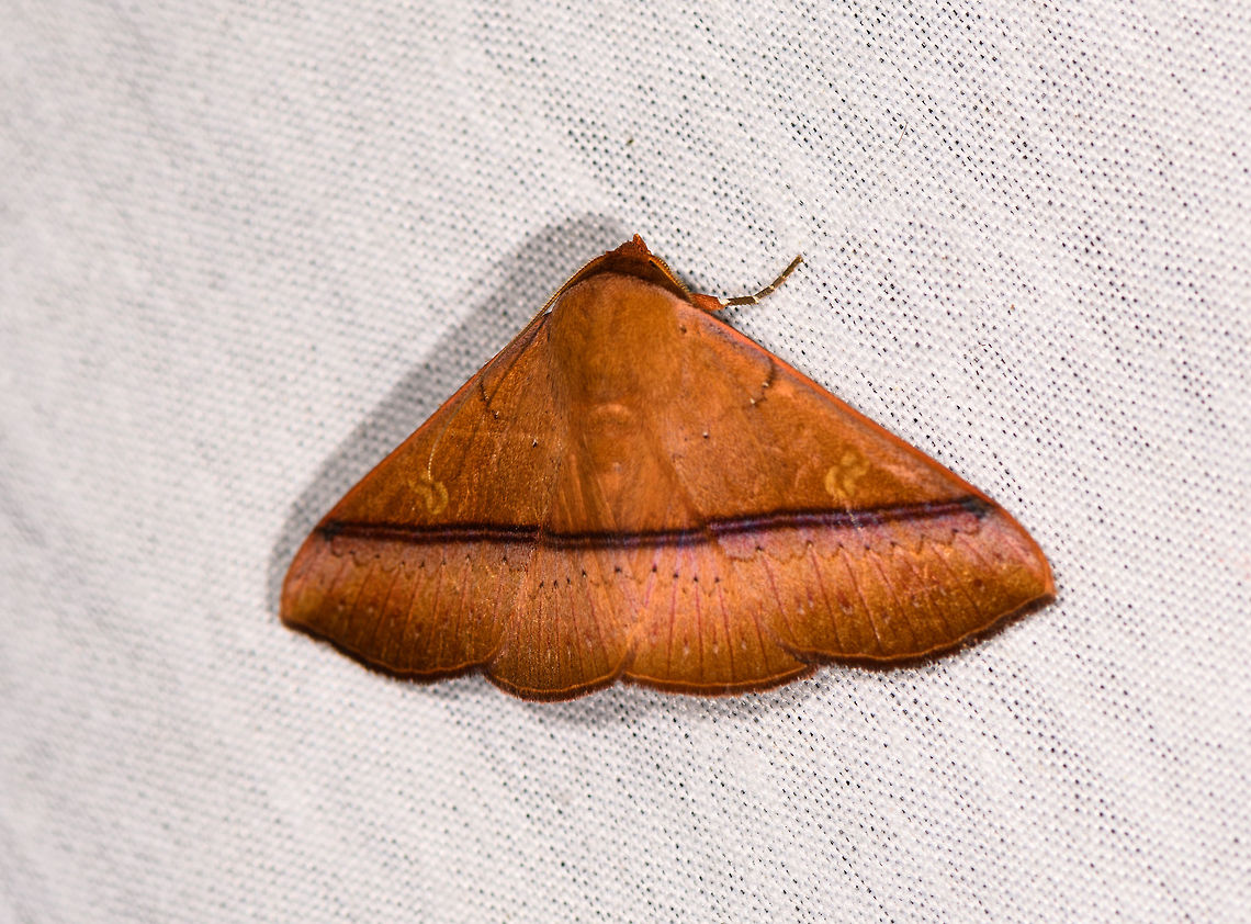 Orange leaf-like moth, La Isla Escondida, Colombia  Colombia,Colombia 2018,Colombia South,Fall,Geotagged,La Isla Escondida,Putumayo,South America,World