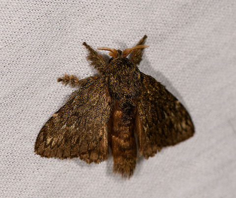 Orgyia sp.?, La Isla Escondida, Colombia  Colombia,Colombia 2018,Colombia South,La Isla Escondida,Putumayo,South America,World