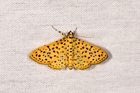 Many-spotted moth, La Isla Escondida, Colombia  Colombia,Colombia 2018,Colombia South,Fall,Geotagged,La Isla Escondida,Polygrammodes eleuata,Putumayo,South America,World