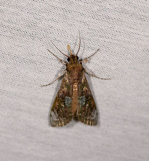 Variable moth, La Isla Escondida, Colombia  Colombia,Colombia 2018,Colombia South,Fall,Geotagged,La Isla Escondida,Putumayo,South America,World