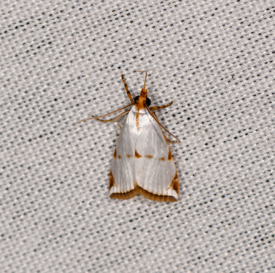 Argyria insons, La Isla Escondida, Colombia  Argyria insons,Colombia,Colombia 2018,Colombia South,La Isla Escondida,Putumayo,South America,World