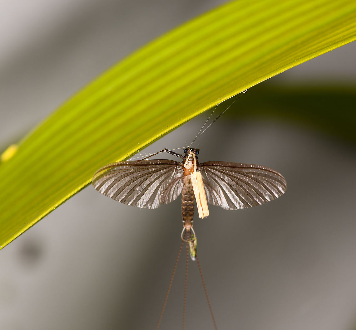 Brown Mayfly, La Isla Escondida, Colombia Found hanging on a leaf in front of our moth setup at night in La Isla Escondida, Colombia. I'm not really sure what it is holding in its mouth. Colombia,Colombia 2018,Colombia South,La Isla Escondida,Putumayo,South America,World