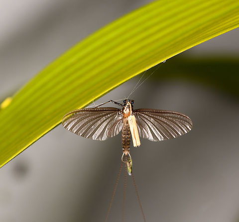 Brown Mayfly, La Isla Escondida, Colombia Found hanging on a leaf in front of our moth setup at night in La Isla Escondida, Colombia. I'm not really sure what it is holding in its mouth. Colombia,Colombia 2018,Colombia South,La Isla Escondida,Putumayo,South America,World
