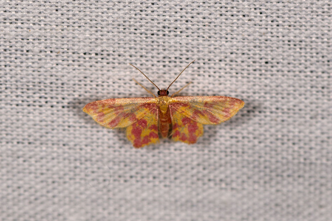 Stained Lophosis, La Isla Escondida, Colombia  Colombia,Colombia 2018,Colombia South,Fall,Geotagged,La Isla Escondida,Lophosis labeculata,Putumayo,South America,Stained Lophosis,World