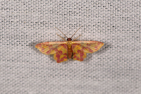 Stained Lophosis, La Isla Escondida, Colombia  Colombia,Colombia 2018,Colombia South,Fall,Geotagged,La Isla Escondida,Lophosis labeculata,Putumayo,South America,Stained Lophosis,World