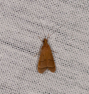 Small brown moth, La Isla Escondida, Colombia  Colombia,Colombia 2018,Colombia South,La Isla Escondida,Putumayo,South America,World