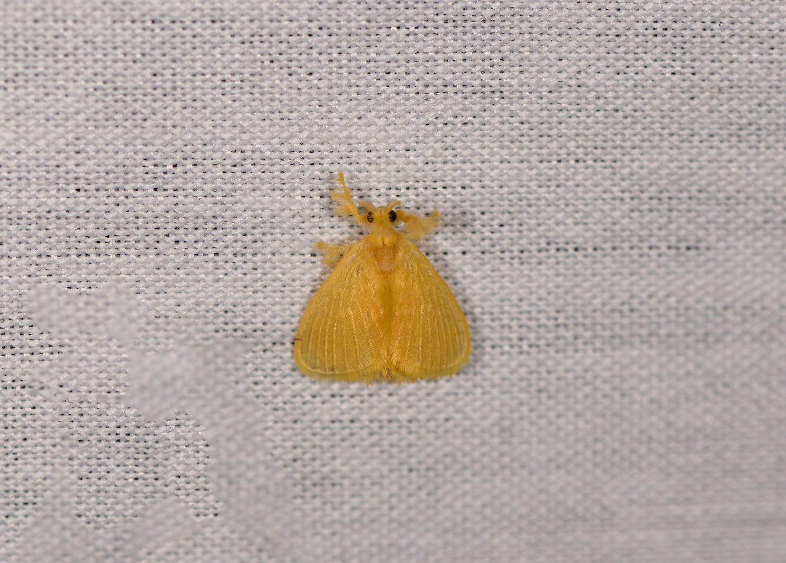 Yellow furry-legs - top view, La Isla Escondida, Colombia  Acraga infusa,Colombia,Colombia 2018,Colombia South,Fall,Geotagged,La Isla Escondida,Putumayo,South America,World