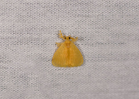 Yellow furry-legs - top view, La Isla Escondida, Colombia  Acraga infusa,Colombia,Colombia 2018,Colombia South,Fall,Geotagged,La Isla Escondida,Putumayo,South America,World