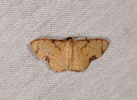 Idaea sp., La Isla Escondida, Colombia  Colombia,Colombia 2018,Colombia South,Fall,Geotagged,La Isla Escondida,Putumayo,South America,World
