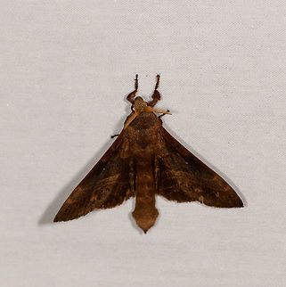 Sphinx moth, La Isla Escondida, Colombia  Colombia,Colombia 2018,Colombia South,La Isla Escondida,Putumayo,South America,World