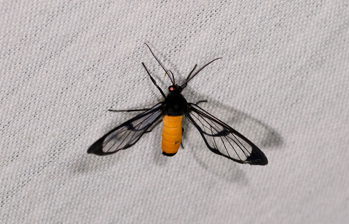 Cosmosoma stibosticta, La Isla Escondida, Colombia  Colombia,Colombia 2018,Colombia South,Cosmosoma stibosticta,Fall,Geotagged,La Isla Escondida,Putumayo,South America,World