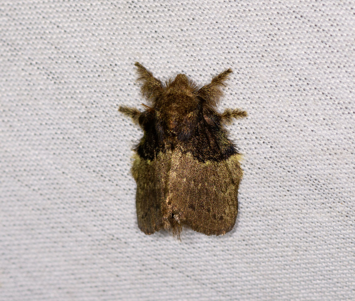 Euglyphis sp. - 2, La Isla Escondida, Colombia Similar but probably not the same species:<br />
<figure class="photo"><a href="https://www.jungledragon.com/image/70498/euglyphis_sp._la_isla_escondida_colombia.html" title="Euglyphis sp., La Isla Escondida, Colombia"><img src="https://s3.amazonaws.com/media.jungledragon.com/images/2/70498_thumb.jpg?AWSAccessKeyId=05GMT0V3GWVNE7GGM1R2&Expires=1763596810&Signature=mBeTMw6yWXxGOUjR3ue8qrP4nLo%3D" width="150" height="152" alt="Euglyphis sp., La Isla Escondida, Colombia Similar but probably not the same species:<br />
https://www.jungledragon.com/image/70491/moth_019_la_isla_escondida_colombia.html Colombia,Colombia 2018,Colombia South,Fall,Geotagged,La Isla Escondida,Putumayo,South America,World" /></a></figure> Colombia,Colombia 2018,Colombia South,Fall,Geotagged,La Isla Escondida,Putumayo,South America,World