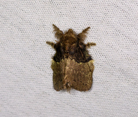 Euglyphis sp. - 2, La Isla Escondida, Colombia Similar but probably not the same species:
https://www.jungledragon.com/image/70498/moth_025_la_isla_escondida_colombia.html Colombia,Colombia 2018,Colombia South,Fall,Geotagged,La Isla Escondida,Putumayo,South America,World