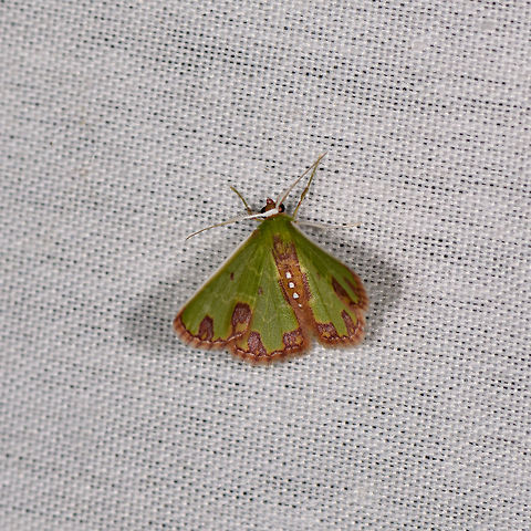 Dependens Emerald Moth, La Isla Escondida, Colombia  Colombia,Colombia 2018,Colombia South,Dependens Emerald Moth,Fall,Geotagged,La Isla Escondida,Putumayo,Racheospila dependens,South America,World