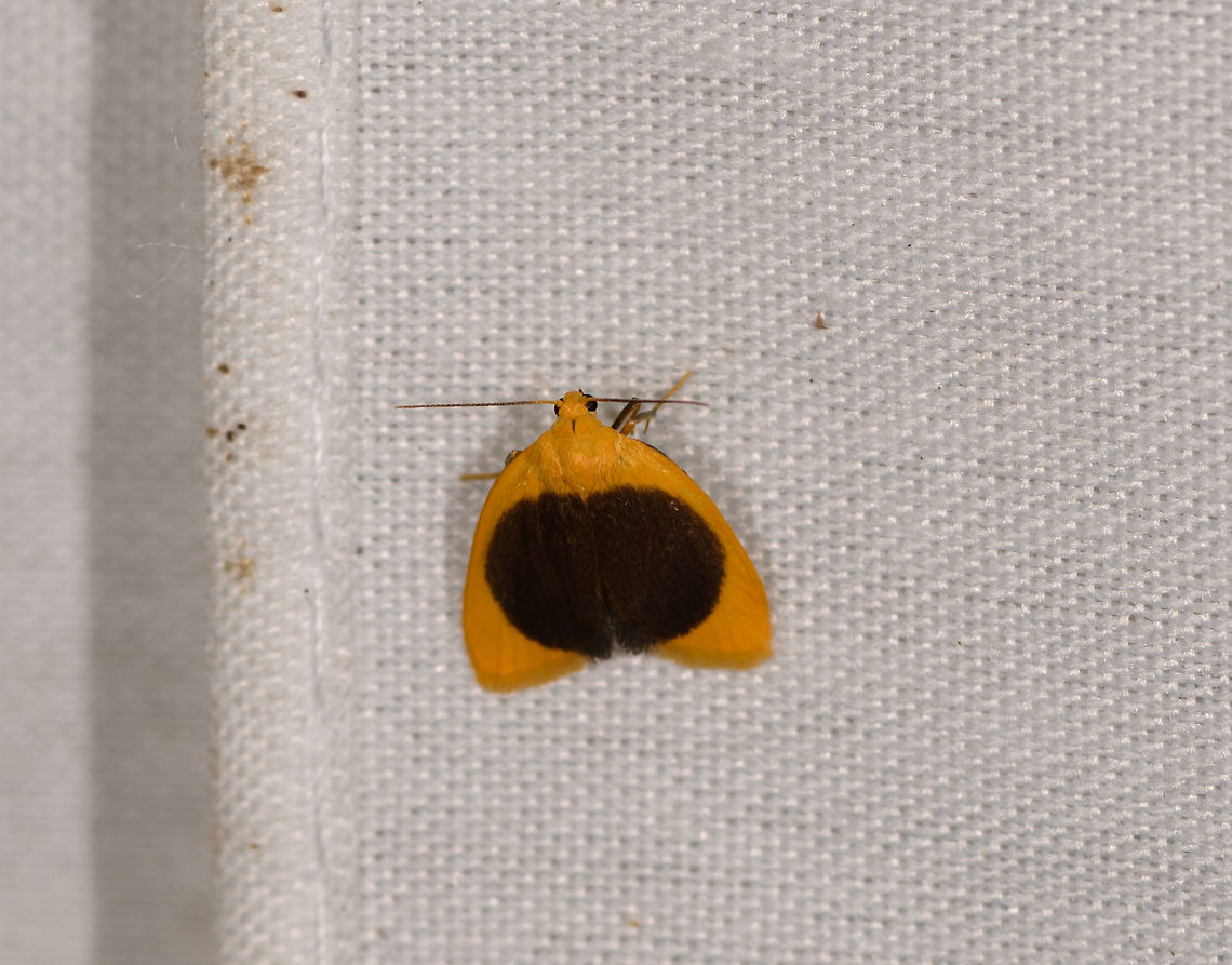 Pronola magniplaga, La Isla Escondida, Colombia  Colombia,Colombia 2018,Colombia South,Fall,Geotagged,La Isla Escondida,Pronola magniplaga,Putumayo,South America,World