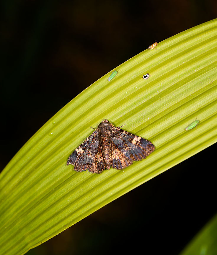 Metalectra carneomacula, La Isla Escondida, Colombia Same species:<br />
<figure class="photo"><a href="https://www.jungledragon.com/image/70506/metalectra_carneomacula_la_isla_escondida_colombia.html" title="Metalectra carneomacula, La Isla Escondida, Colombia"><img src="https://s3.amazonaws.com/media.jungledragon.com/images/2/70506_thumb.jpg?AWSAccessKeyId=05GMT0V3GWVNE7GGM1R2&Expires=1759968010&Signature=Xb%2B9U%2F4SQLqccIU5eW%2BMfWwn16M%3D" width="200" height="112" alt="Metalectra carneomacula, La Isla Escondida, Colombia  Colombia,Colombia 2018,Colombia South,La Isla Escondida,Metalectra carneomacula,Putumayo,South America,World" /></a></figure> Colombia,Colombia 2018,Colombia South,Fall,Geotagged,La Isla Escondida,Metalectra carneomacula,Putumayo,South America,World