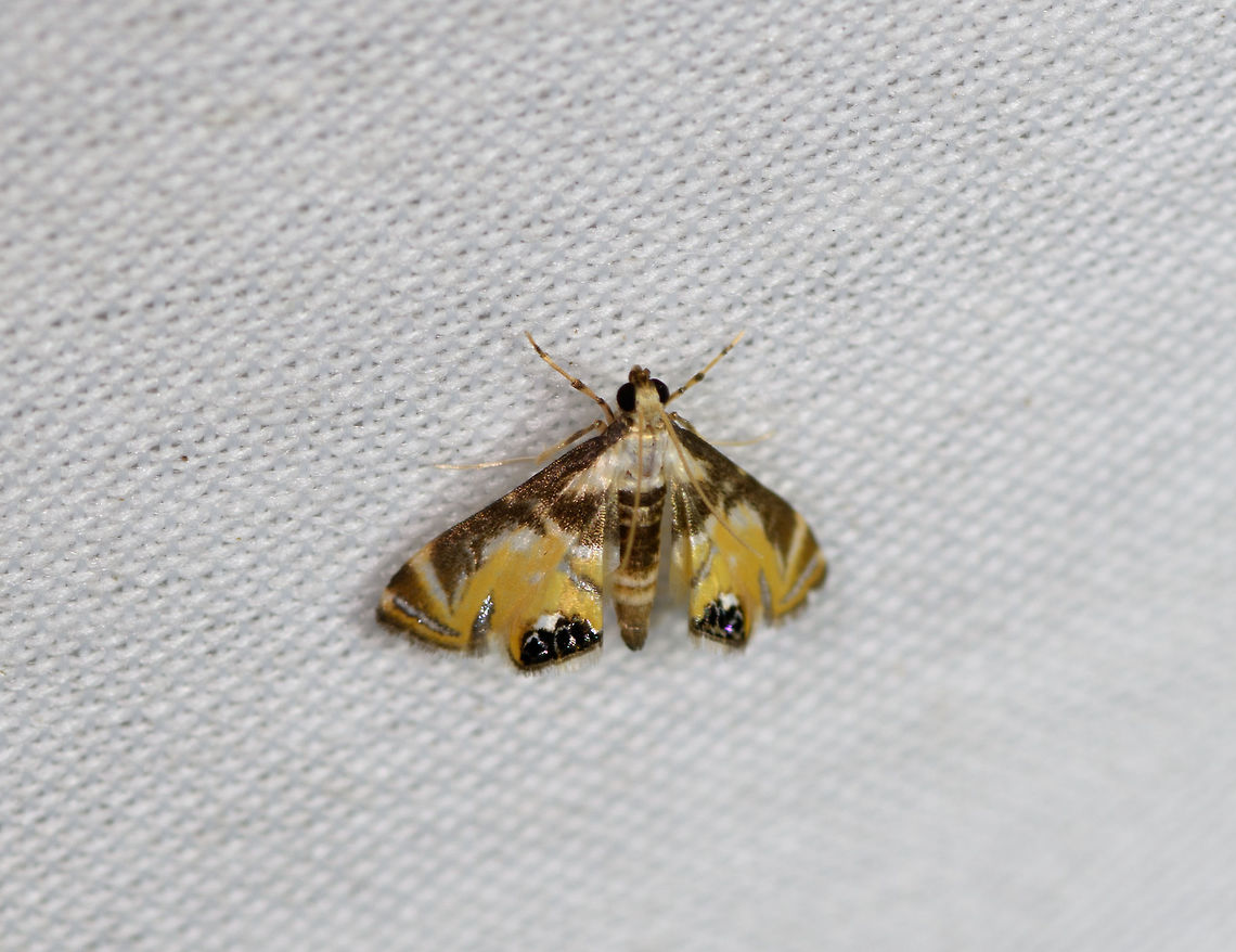 Petrophila sp. - 2, La Isla Escondida, Colombia  Colombia,Colombia 2018,Colombia South,Fall,Geotagged,La Isla Escondida,Petrophila triumphalis,Putumayo,South America,World