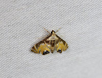 Petrophila sp. - 2, La Isla Escondida, Colombia Colombia,Colombia 2018,Colombia South,Fall,Geotagged,La Isla Escondida,Petrophila triumphalis,Putumayo,South America,World