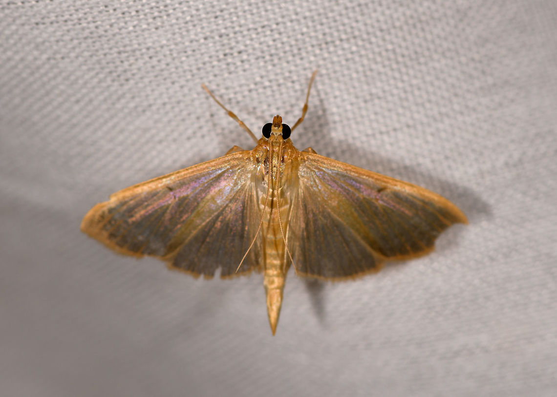 Ceratocilia sixolalis, La Isla Escondida, Colombia  Ceratocilia sixolalis,Colombia,Colombia 2018,Colombia South,Fall,Geotagged,La Isla Escondida,Putumayo,South America,World