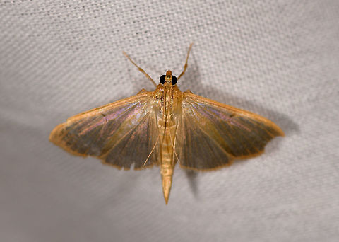 Ceratocilia sixolalis, La Isla Escondida, Colombia  Ceratocilia sixolalis,Colombia,Colombia 2018,Colombia South,Fall,Geotagged,La Isla Escondida,Putumayo,South America,World