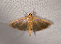 Ceratocilia sixolalis, La Isla Escondida, Colombia Ceratocilia sixolalis,Colombia,Colombia 2018,Colombia South,Fall,Geotagged,La Isla Escondida,Putumayo,South America,World