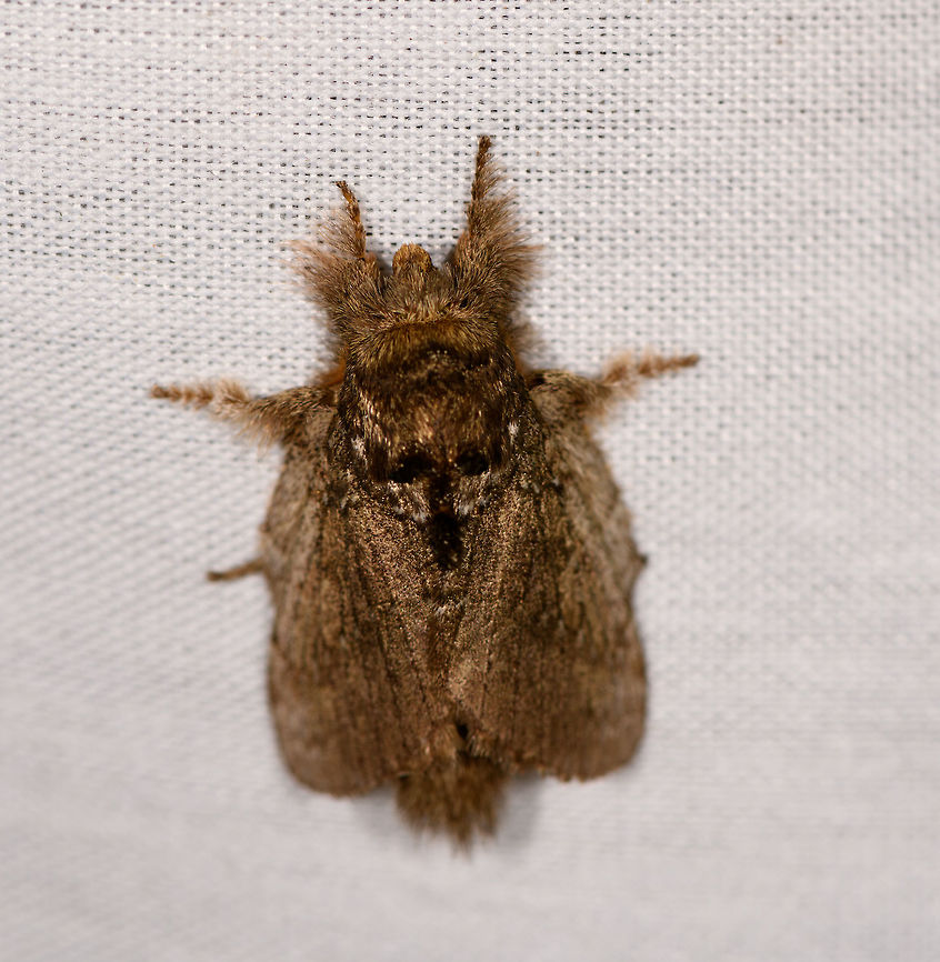 Euglyphis sp., La Isla Escondida, Colombia Similar but probably not the same species:<br />
<figure class="photo"><a href="https://www.jungledragon.com/image/70491/euglyphis_sp._-_2_la_isla_escondida_colombia.html" title="Euglyphis sp. - 2, La Isla Escondida, Colombia"><img src="https://s3.amazonaws.com/media.jungledragon.com/images/2/70491_thumb.jpg?AWSAccessKeyId=05GMT0V3GWVNE7GGM1R2&Expires=1767225610&Signature=3wV5wj9aexRXGd2v1%2F1lxaSo%2FzA%3D" width="200" height="170" alt="Euglyphis sp. - 2, La Isla Escondida, Colombia Similar but probably not the same species:<br />
https://www.jungledragon.com/image/70498/moth_025_la_isla_escondida_colombia.html Colombia,Colombia 2018,Colombia South,Fall,Geotagged,La Isla Escondida,Putumayo,South America,World" /></a></figure> Colombia,Colombia 2018,Colombia South,Fall,Geotagged,La Isla Escondida,Putumayo,South America,World