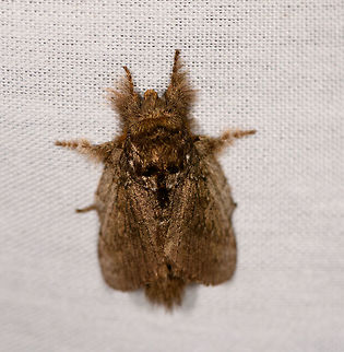 Euglyphis sp., La Isla Escondida, Colombia Similar but probably not the same species:
https://www.jungledragon.com/image/70491/moth_019_la_isla_escondida_colombia.html Colombia,Colombia 2018,Colombia South,Fall,Geotagged,La Isla Escondida,Putumayo,South America,World
