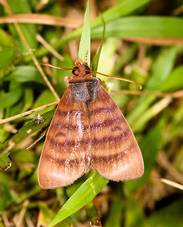 Orange/brown moth, La Isla Escondida, Colombia  Colombia,Colombia 2018,Colombia South,Fall,Geotagged,La Isla Escondida,Putumayo,South America,World