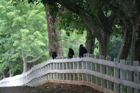 Howler monkey family on the run It was quite an intimidating moment to see these howler monkeys coming at us via this fence at record speed. Alouatta caraya,Black howler,Costa Rica,Howler Monkey,Mammalia,Monkeys