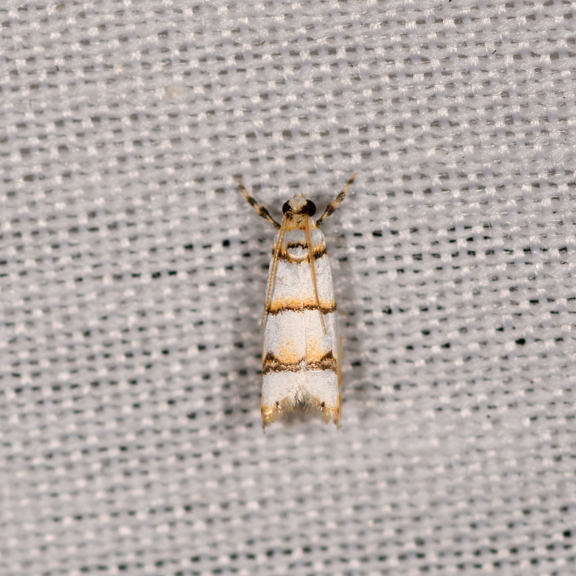 White/yellow leafroller?, La Isla Escondida, Colombia  Colombia,Colombia 2018,Colombia South,Fall,Geotagged,La Isla Escondida,Putumayo,South America,World