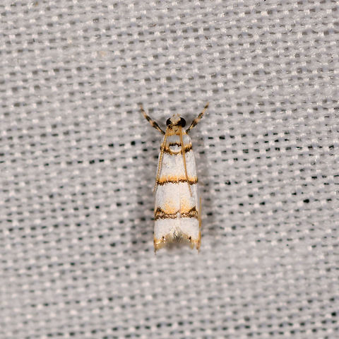 White/yellow leafroller?, La Isla Escondida, Colombia  Colombia,Colombia 2018,Colombia South,Fall,Geotagged,La Isla Escondida,Putumayo,South America,World