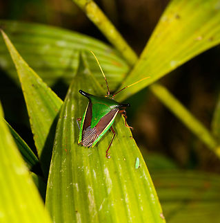 Giant Shield Bug (Edessa elaphus), La Isla Escondida, Colombia Unusually large based on our own experiece, wide black shoulders, yellow antennae, abdomen ends squarish, not roudn. Colombia,Colombia 2018,Colombia South,Edessa elaphus,Fall,Geotagged,La Isla Escondida,Putumayo,South America,World