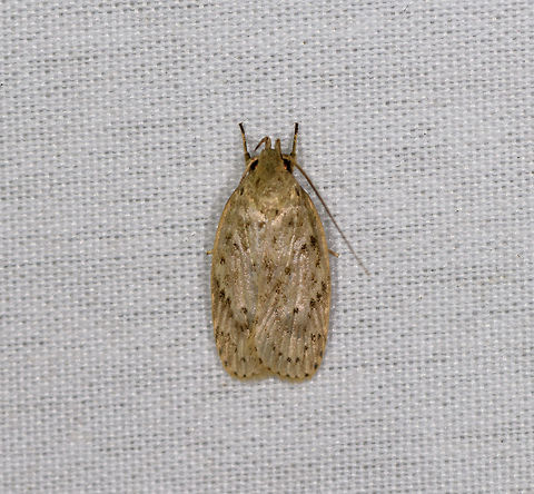 Subfamily Depressariinae, La Isla Escondida, Colombia Subfamily Depressariinae. Colombia,Colombia 2018,Colombia South,Fall,Geotagged,La Isla Escondida,Putumayo,South America,World