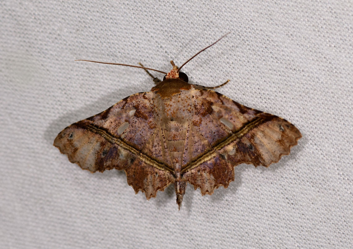 Gonuris flaminia, La Isla Escondida, Colombia  Colombia,Colombia 2018,Colombia South,Fall,Geotagged,Gonuris flaminia,La Isla Escondida,Putumayo,South America,World