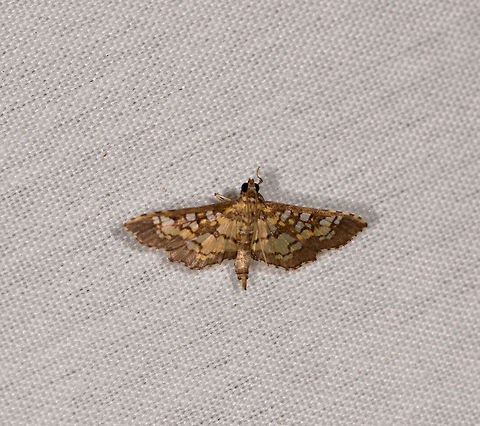 Assembly Moth, La Isla Escondida, Colombia  Colombia,Colombia 2018,Colombia South,Fall,Geotagged,La Isla Escondida,Putumayo,Samea ecclesialis,South America,World