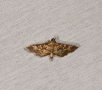 Assembly Moth, La Isla Escondida, Colombia  Colombia,Colombia 2018,Colombia South,Fall,Geotagged,La Isla Escondida,Putumayo,Samea ecclesialis,South America,World
