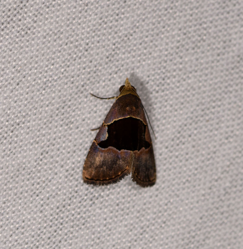 Abacena accincta, La Isla Escondida, Colombia  Abacena accincta,Colombia,Colombia 2018,Colombia South,Fall,Geotagged,La Isla Escondida,Putumayo,South America,World