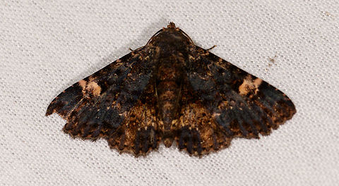 Metalectra carneomacula, La Isla Escondida, Colombia  Colombia,Colombia 2018,Colombia South,La Isla Escondida,Metalectra carneomacula,Putumayo,South America,World