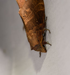 Prorifrons sp., La Isla Escondida, Colombia  Colombia,Colombia 2018,Colombia South,Fall,Geotagged,La Isla Escondida,Putumayo,South America,World
