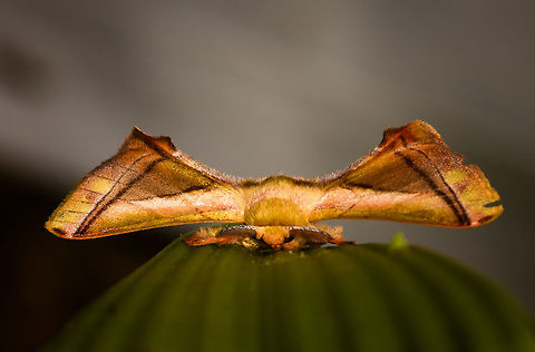 Epia lebethra - frontal, La Isla Escondida, Colombia  Colombia,Colombia 2018,Colombia South,Epia lebethra,Fall,Geotagged,La Isla Escondida,Putumayo,South America,World